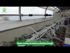 Máng Trồng Dâu Tây