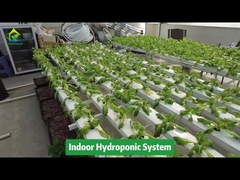 Nông nghiệp dọc Nông nghiệp không đất Hệ thống ống vuông NFT Hydroponic