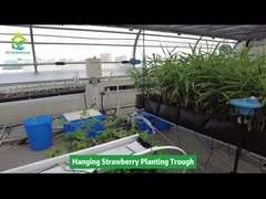 Máng trồng dâu tây treo tiết kiệm không gian