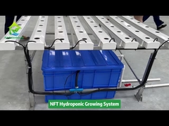 Nông nghiệp dọc Nông nghiệp không đất Hệ thống ống vuông NFT Hydroponic