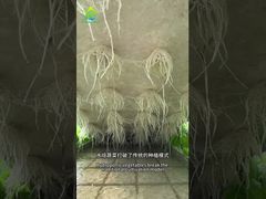 Hệ thống trồng không đất DWC