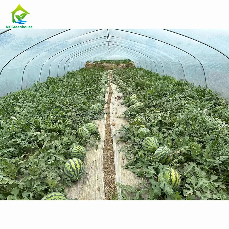 Sức mạnh cao Dễ lắp đặt Poly Tunnel Nhà kính Chống côn trùng Tăng sản lượng