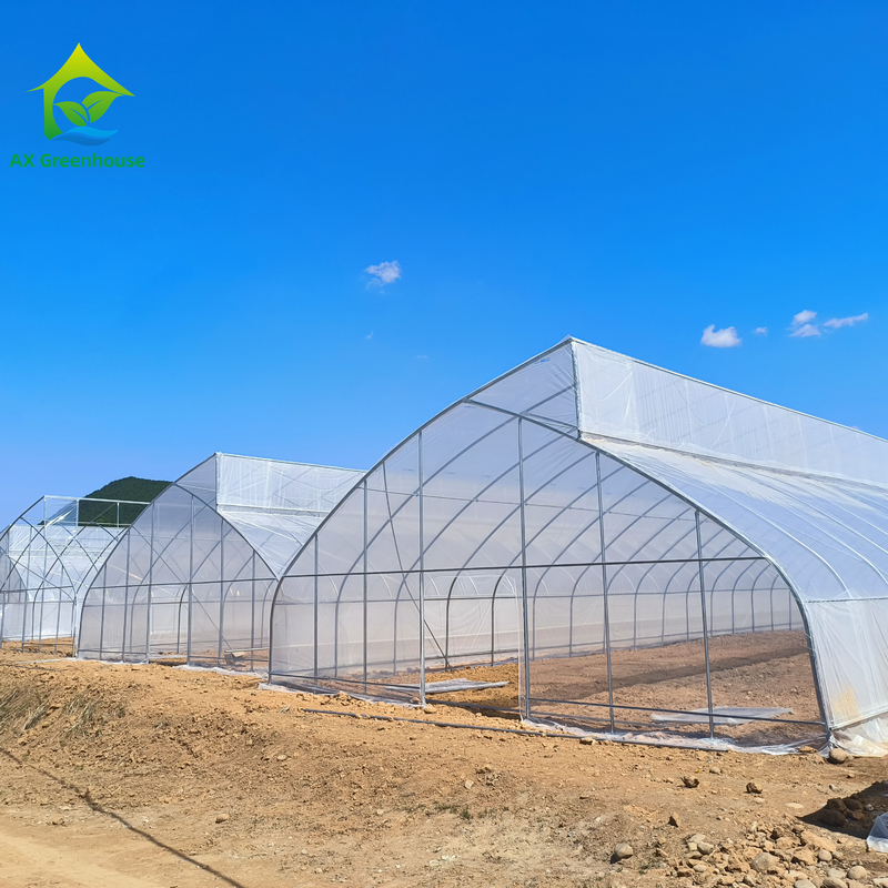 Thiết kế răng cưa một chiều (single-span sawtooth design tropical plastic film greenhouse tunnel) được tùy chỉnh để trồng rau