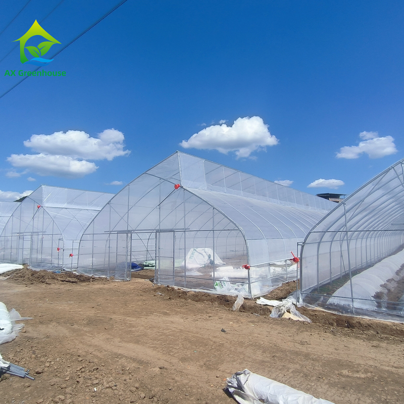 Thiết kế răng cưa một chiều (single-span sawtooth design tropical plastic film greenhouse tunnel) được tùy chỉnh để trồng rau