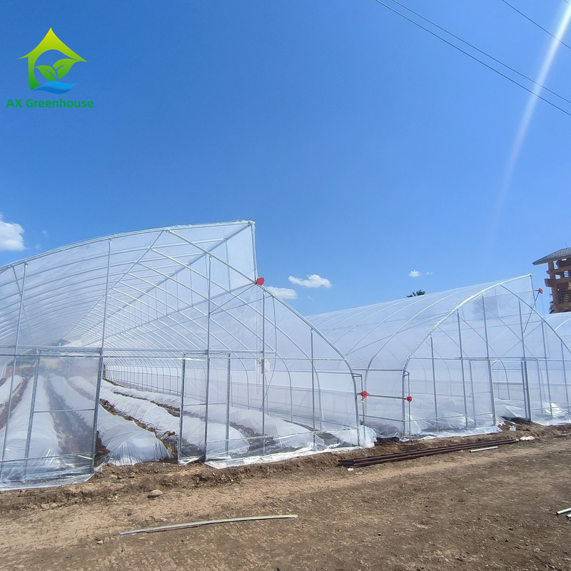 Thiết kế răng cưa một chiều (single-span sawtooth design tropical plastic film greenhouse tunnel) được tùy chỉnh để trồng rau