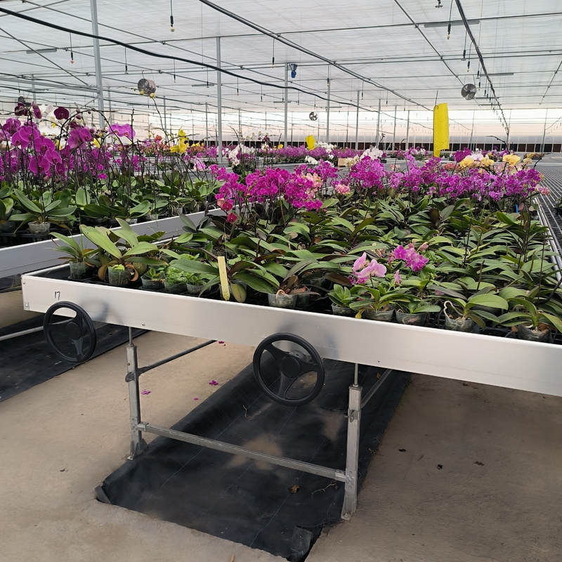 Ebb And Flood Hydroponic Movable Table Rolling Bench cho cây trồng trồng trong nhà kính