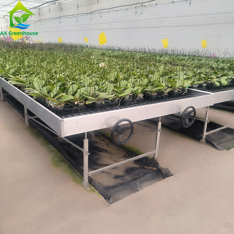 Ebb And Flood Hydroponic Movable Table Rolling Bench cho cây trồng trồng trong nhà kính