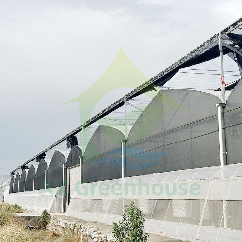Nhựa PE Film Multi Span Tomato Poly Tunnel Nhà kính cho trái cây rau quả với lưới bóng