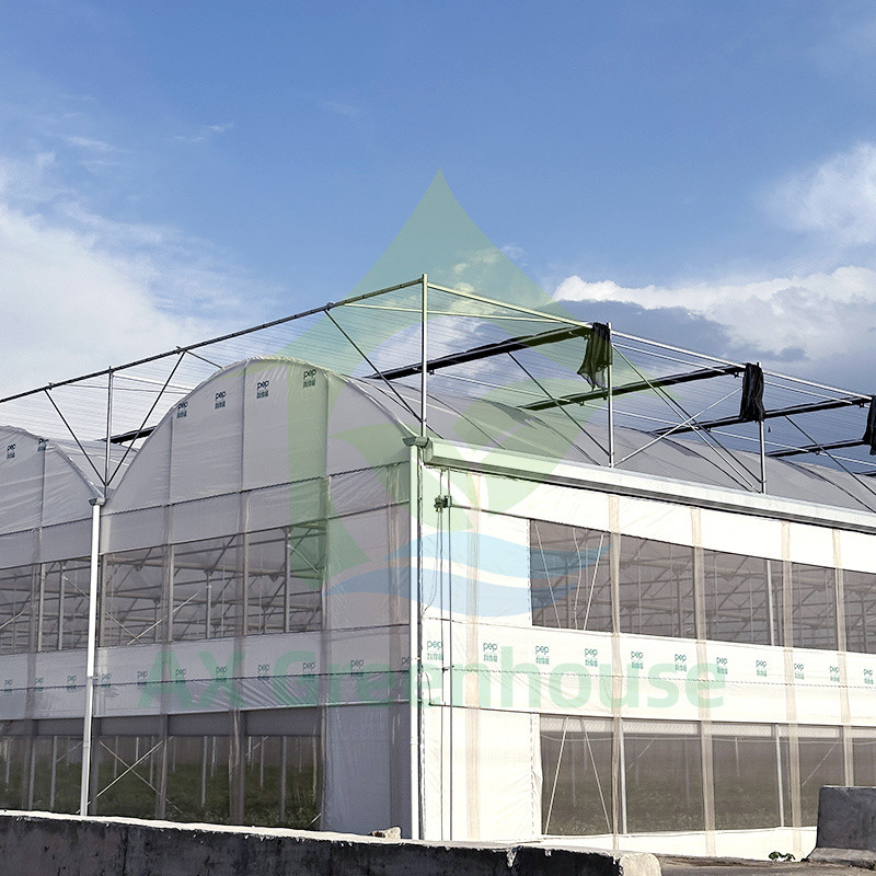 Nhựa PE Film Multi Span Tomato Poly Tunnel Nhà kính cho trái cây rau quả với lưới bóng