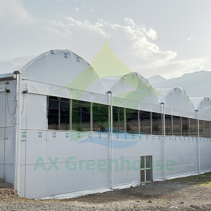 Nhựa PE Film Multi Span Tomato Poly Tunnel Nhà kính cho trái cây rau quả với lưới bóng