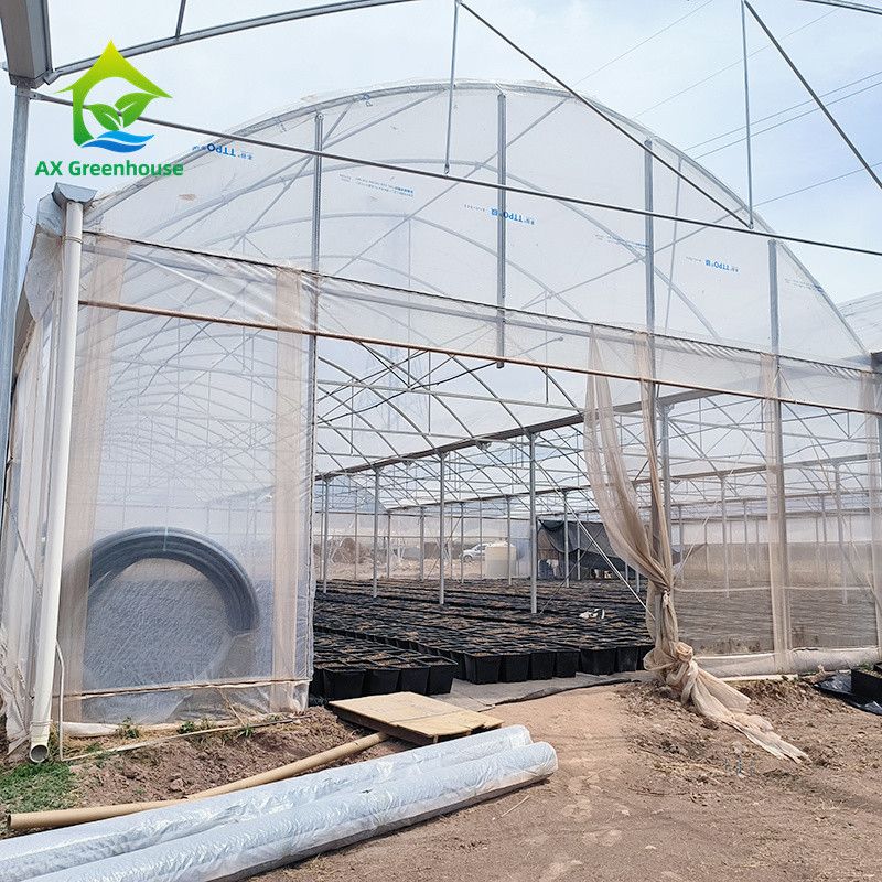 Multi Span cấu trúc khung kim loại nhiệt đới cà chua Poly đường hầm nhà kính cho trái cây rau