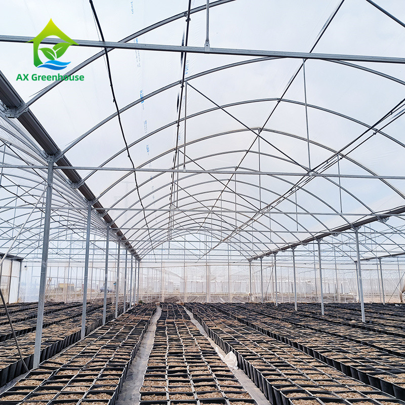 Multi Span cấu trúc khung kim loại nhiệt đới cà chua Poly đường hầm nhà kính cho trái cây rau
