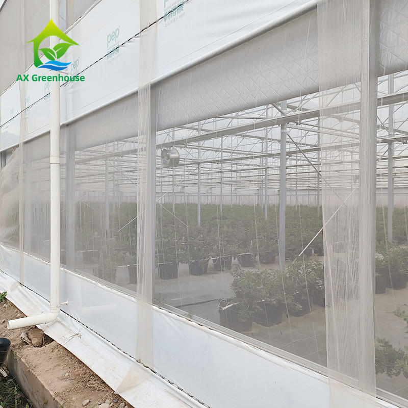 Multi Span cấu trúc khung kim loại nhiệt đới cà chua Poly đường hầm nhà kính cho trái cây rau