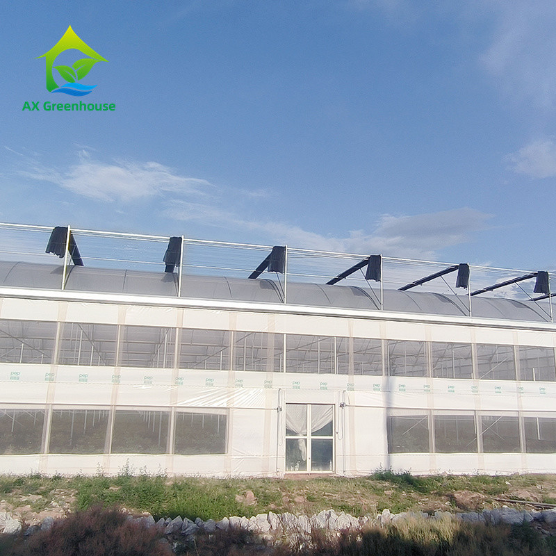 Multi Span cấu trúc khung kim loại nhiệt đới cà chua Poly đường hầm nhà kính cho trái cây rau