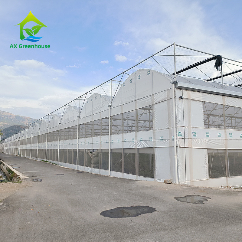 Multi Span cấu trúc khung kim loại nhiệt đới cà chua Poly đường hầm nhà kính cho trái cây rau