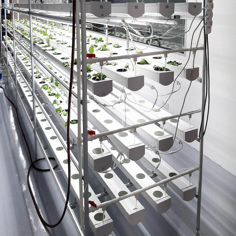 Không đất nông nghiệp trong nhà trồng dâu tây PVC ống cho hệ thống NFT Hydroponics For Sale