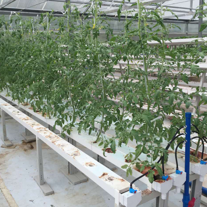 Vườn Dòng ống không đất NFT Hydroponic kênh phát triển hệ thống để phát triển