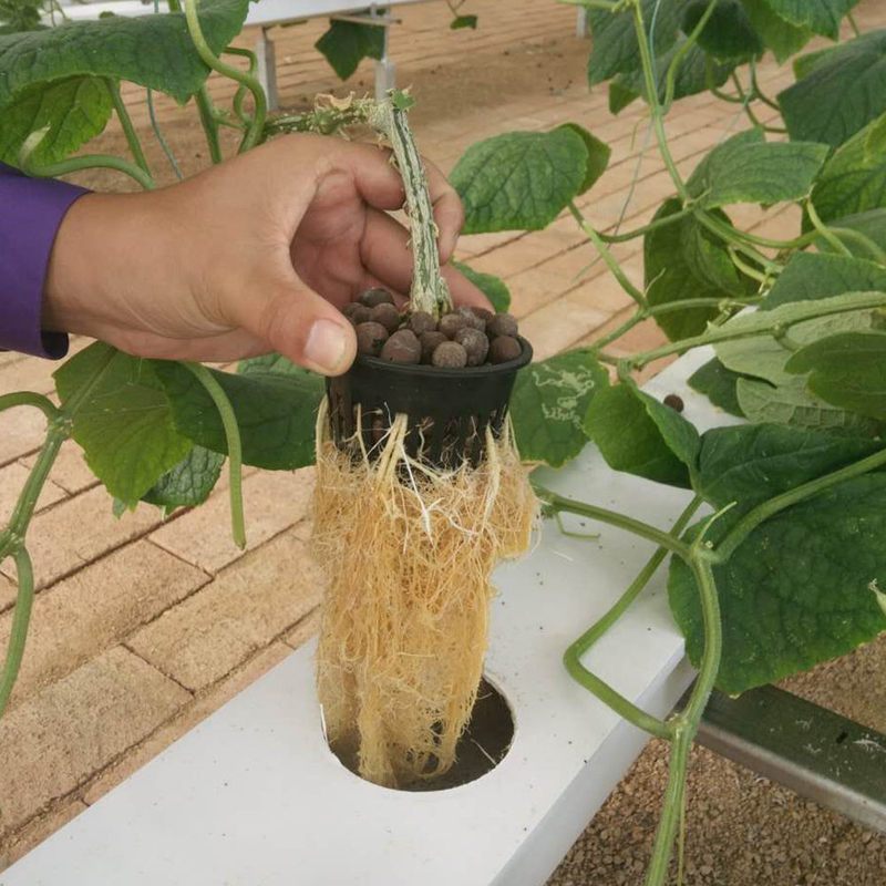 Vườn Dòng ống không đất NFT Hydroponic kênh phát triển hệ thống để phát triển
