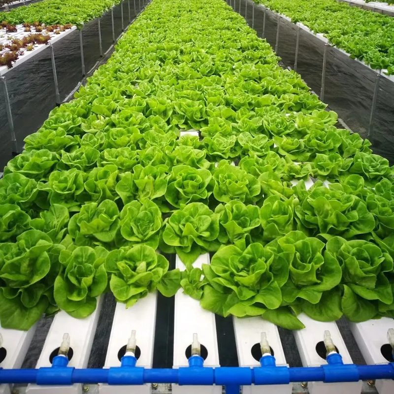 Không đất nông nghiệp trong nhà trồng dâu tây PVC ống cho hệ thống NFT Hydroponics For Sale