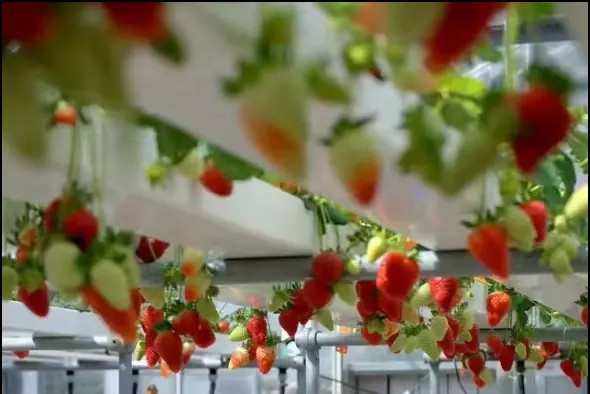 Không đất nông nghiệp trong nhà trồng dâu tây PVC ống cho hệ thống NFT Hydroponics For Sale
