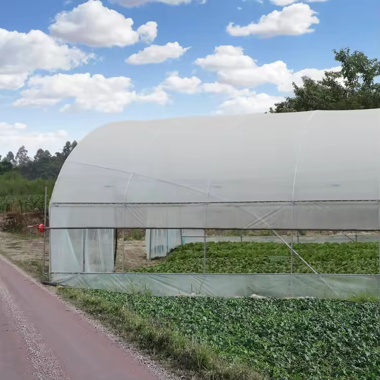 Low Cost Plastic PE Film UV Resistant Single-span Vegetable Fruit Shed Greenhouse Tent