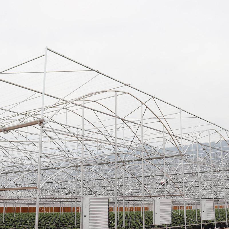 Cấu trúc thép galvanized nóng Multi-Span phim nhựa Custom nhà kính với nhiệt đới top thông gió thiết kế răng cưa