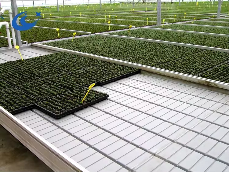 Nhà kính Rolling Benches Grow Table for Tomato Plant Seedling Ebb And Flow hệ thống tưới tiêu