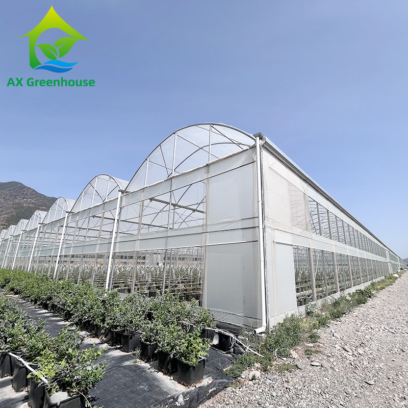 Cấu trúc thép galvanized nóng Multi-Span phim nhựa Custom nhà kính với nhiệt đới top thông gió thiết kế răng cưa