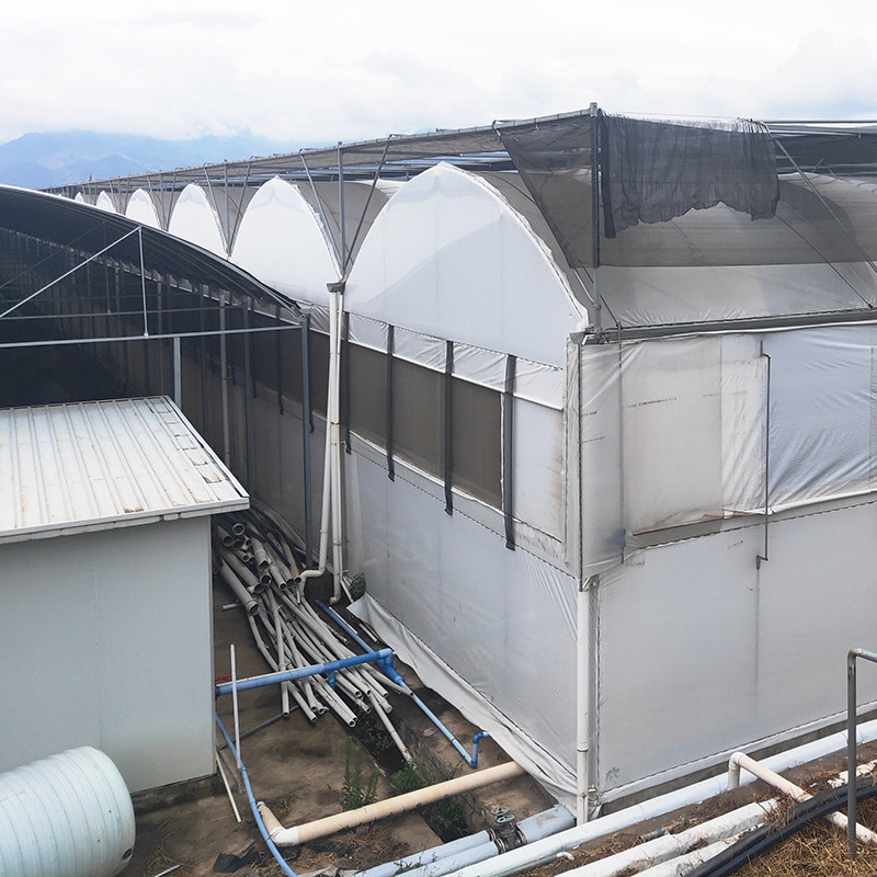 Hot Galvanized Steel Pipe Nursery Multi-span Panda Film Blackout System Nấm Nhà kính nhiệt đới