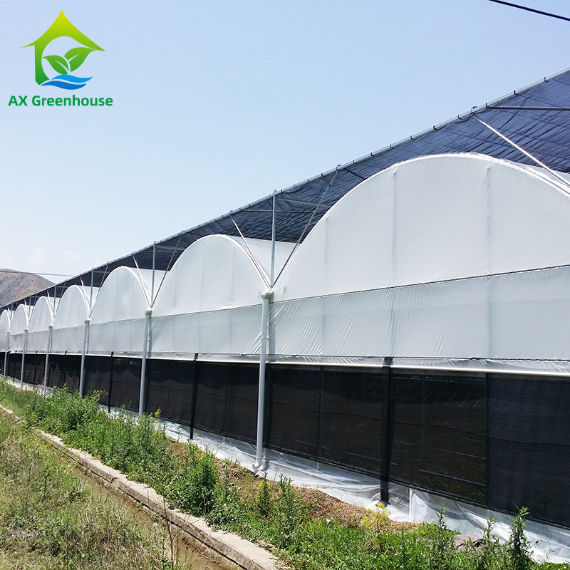 Hot Galvanized Steel Pipe Nursery Multi-span Panda Film Blackout System Nấm Nhà kính nhiệt đới