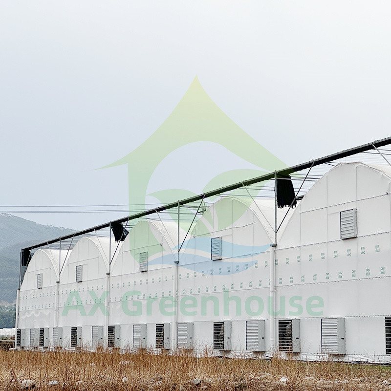 Sản phẩm bán nóng Customized Poly Tunnel Multi-span UV Resistant Film Greenhouses cho cà chua