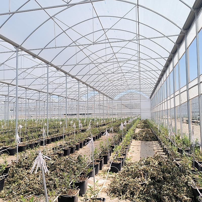 Cấu trúc thép nông nghiệp Poly đường hầm màu đen bóng râm nhiều khoảng cách nhà kính với hệ thống làm mát tùy chọn
