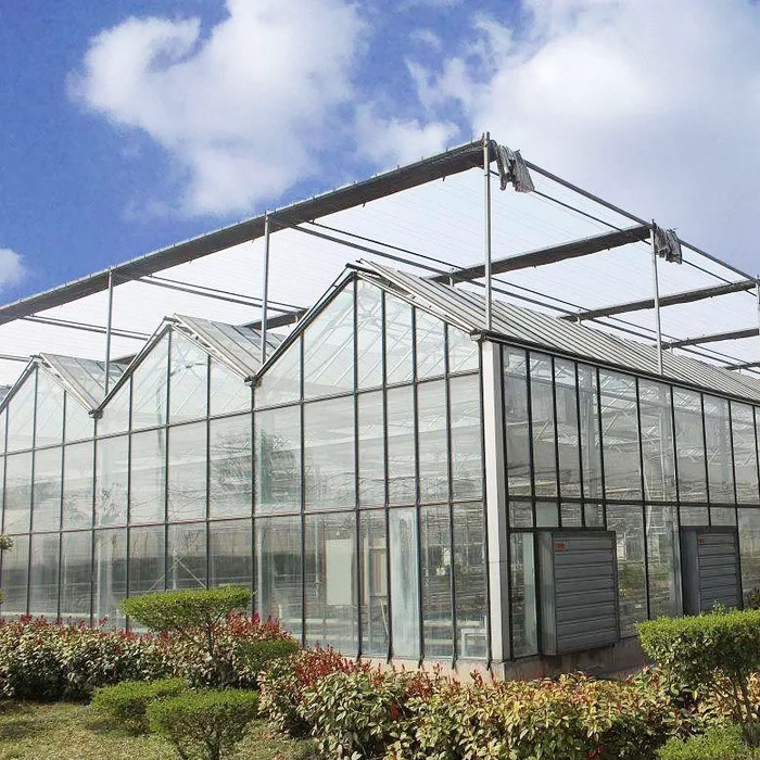 Nhà kính cà chua thủy tinh được đun sôi nóng bằng thép galvanized Multi-Span Venlo cho điều kiện phát triển tối ưu