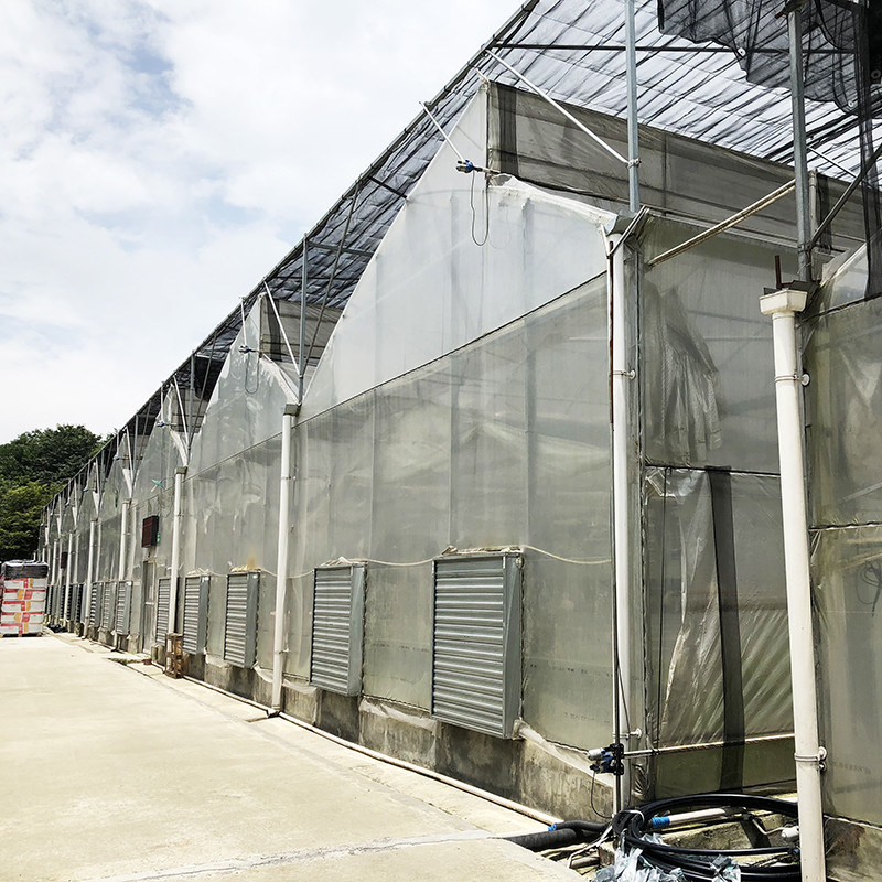 Cấu trúc thép Sawtooth Poly Film Low Tunnel Nông nghiệp Multi-span nhà kính cho sản xuất rau bền vững