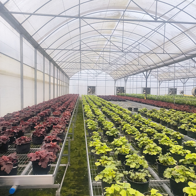 Sản phẩm bán nóng Customized Poly Tunnel Multi-span UV Resistant Film Greenhouses cho cà chua