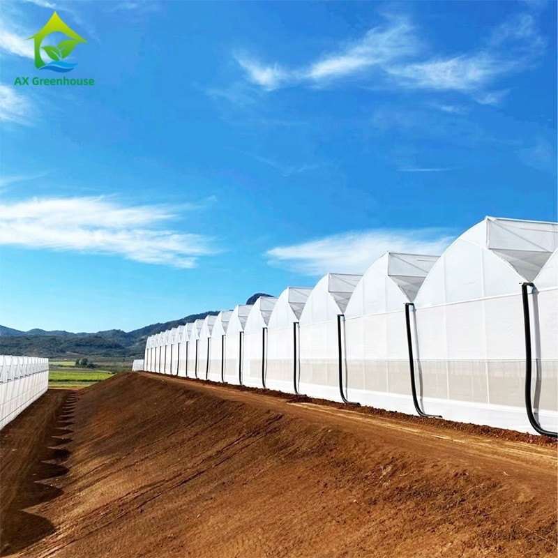 Plastic UV Film Poly Tunnel nông nghiệp Sawtooth Multi-span Custom nhà kính để bán