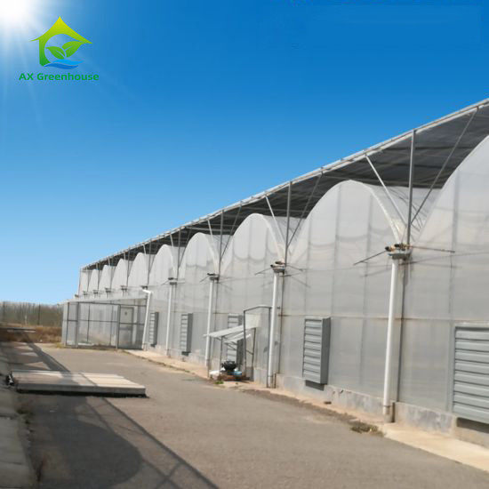 Cấu trúc ổn định chống gió đa chiều dài đường hầm lớn Poly Film Hydroponic nhà kính để tưới tiêu
