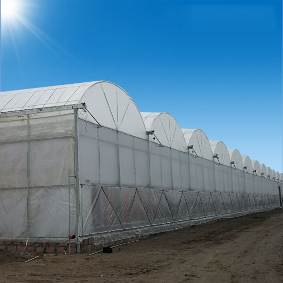 Cấu trúc ổn định chống gió đa chiều dài đường hầm lớn Poly Film Hydroponic nhà kính để tưới tiêu