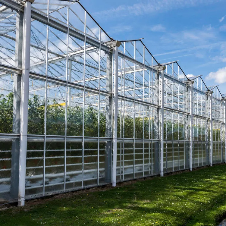 Nhà kính cà chua thủy tinh được đun sôi nóng bằng thép galvanized Multi-Span Venlo cho điều kiện phát triển tối ưu