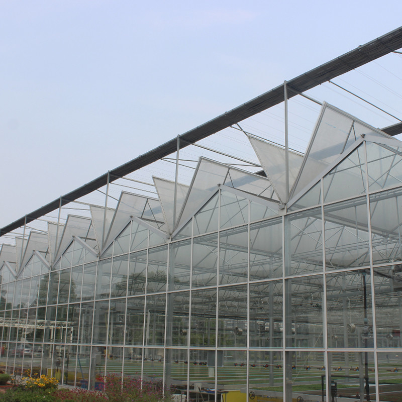 Nhà kính cà chua thủy tinh được đun sôi nóng bằng thép galvanized Multi-Span Venlo cho điều kiện phát triển tối ưu