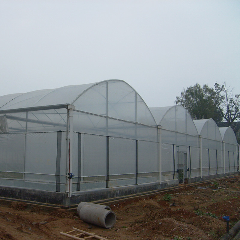 Cấu trúc ổn định chống gió đa chiều dài đường hầm lớn Poly Film Hydroponic nhà kính để tưới tiêu