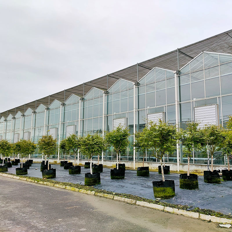 Hot Dip Galvanized Steel Structure Tự động thông gió thủy tinh nông nghiệp Venlo Multi-span Tomato Seedling Greenhouse