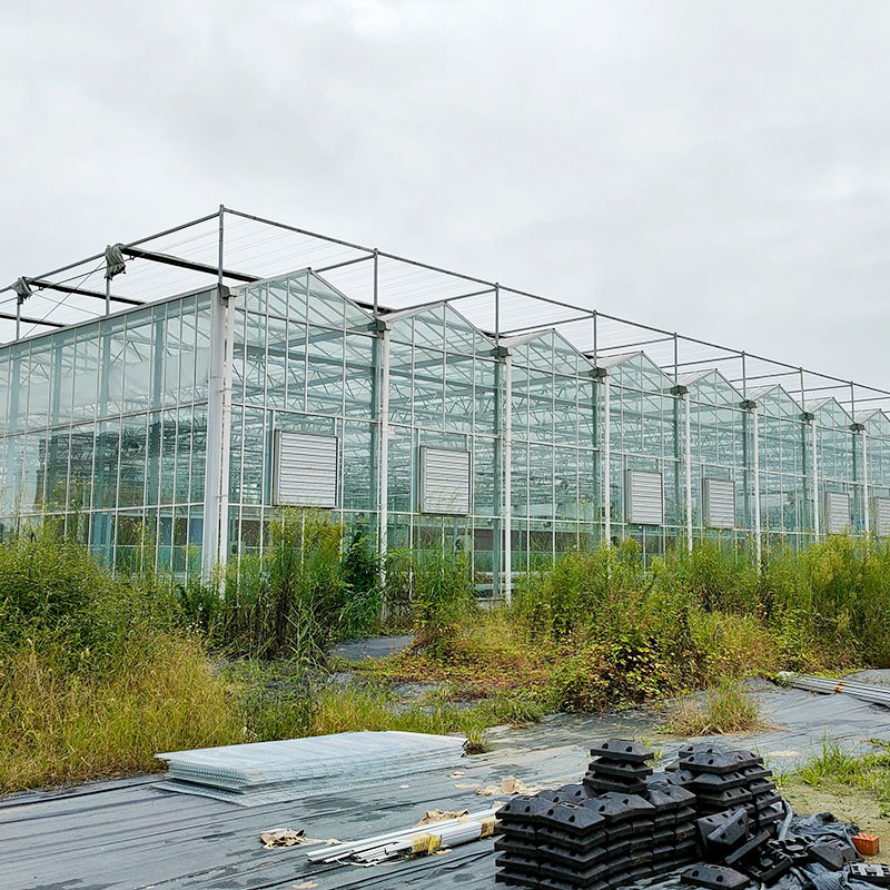 Hot Dip Galvanized Steel Structure Tự động thông gió thủy tinh nông nghiệp Venlo Multi-span Tomato Seedling Greenhouse