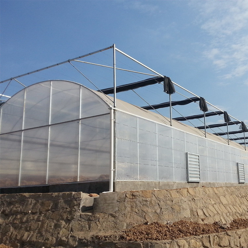 Nhà kính vòm polyetylen đáng tin cậy Khung thép chống gỉ Màng bền cho Cà chua
