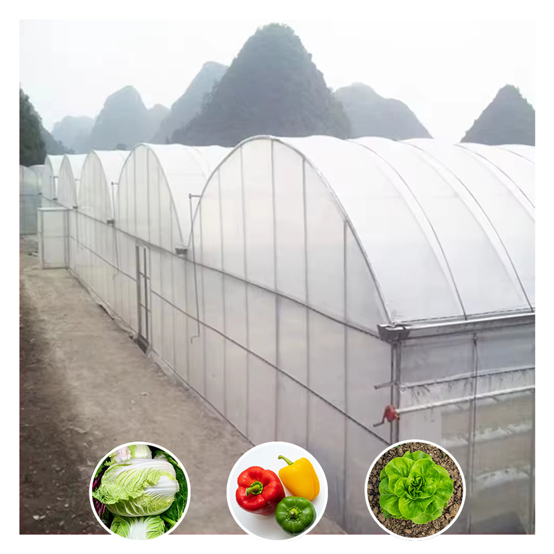 Sản phẩm bán nóng Customized Poly Tunnel Multi-span UV Resistant Film Greenhouses cho cà chua