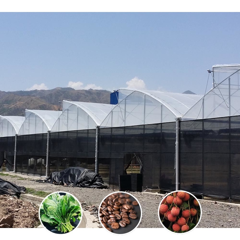 Plastic UV Film Poly Tunnel nông nghiệp Sawtooth Multi-span Custom nhà kính để bán