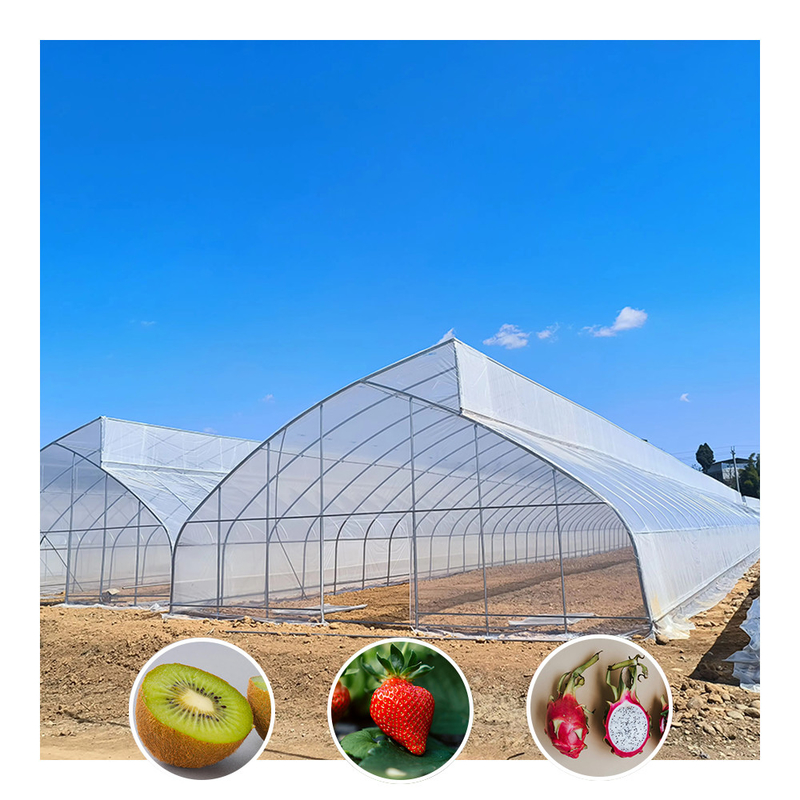 Thiết kế răng cưa một chiều (single-span sawtooth design tropical plastic film greenhouse tunnel) được tùy chỉnh để trồng rau