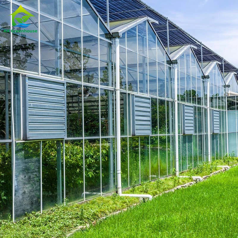 Nhà kính kính loại Venlo nông nghiệp Kỹ thuật Hà Lan Khung mạ kẽm cho thủy canh