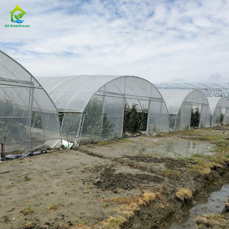 Low Cost Plastic PE Film UV Resistant Single-span Vegetable Fruit Shed Greenhouse Tent