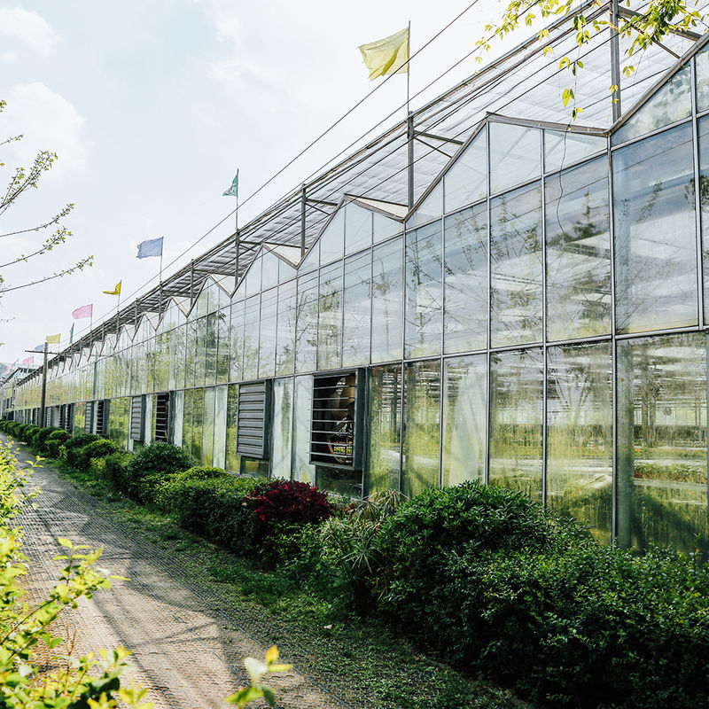 Nhà kính kính loại Venlo nông nghiệp Kỹ thuật Hà Lan Khung mạ kẽm cho thủy canh